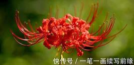 犀顶龟文成语接龙游戏