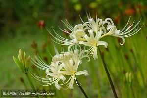 九漈石门台