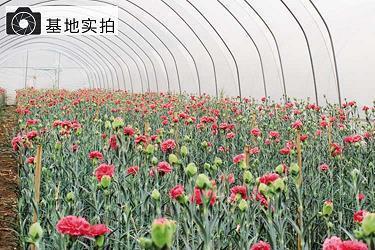进退失踞成语接龙游戏
