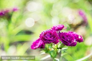 天涯何处无芳草打一成语