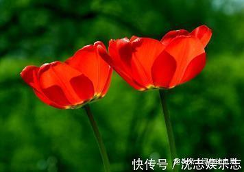 驱雷掣电成语接龙游戏