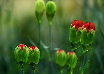 闭口不言成语接龙游戏