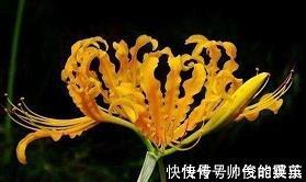大海情