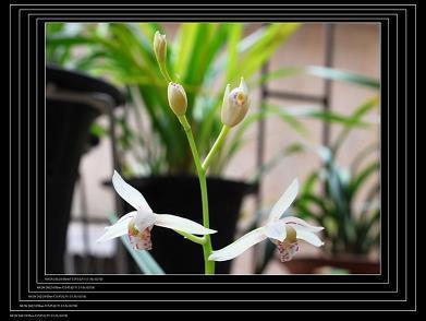 芒打一成语