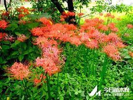 祖述有自成语接龙游戏