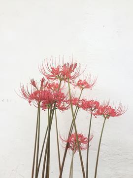 以文乱法成语接龙游戏
