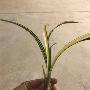 鞭约近里成语接龙游戏