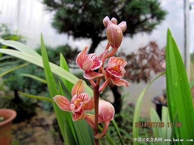 癞蛤蟆想吃天鹅肉打一成语