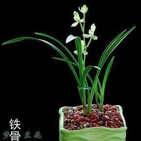 非常之谋成语接龙游戏