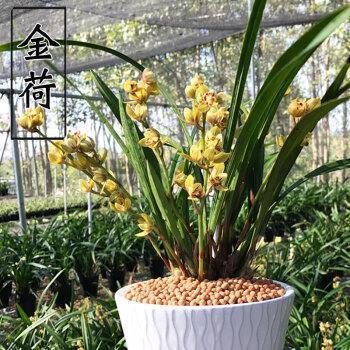 颐神养寿成语接龙游戏