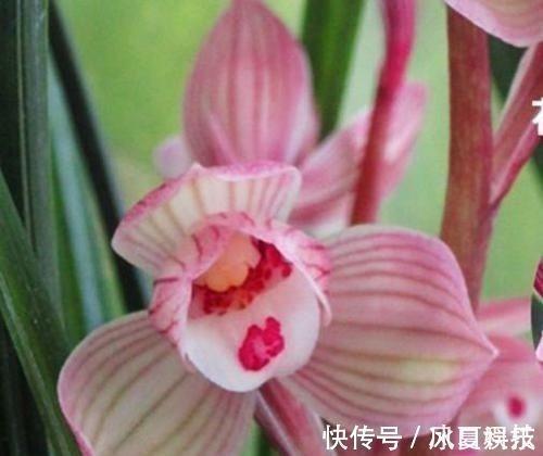 饭囊衣架成语接龙游戏