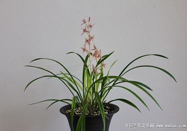 战胜董卓，消灭夫差 螺旋打一成语
