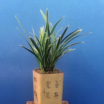 草原上的兔子打一成语