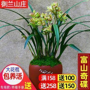 老不死的打一成语