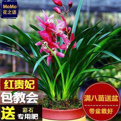 香消玉殒成语接龙游戏