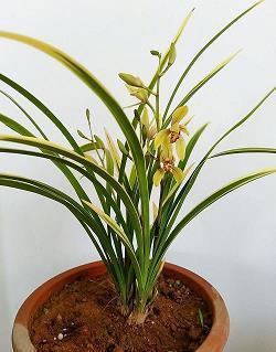 鹤鸣之士成语接龙游戏
