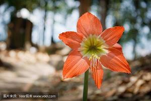 爹正鼾睡儿唤起打一成语
