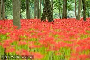 蜂攒蚁聚成语接龙游戏