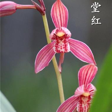 风流倜傥成语接龙游戏