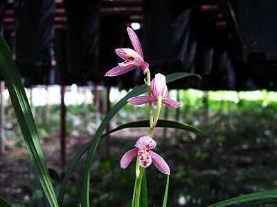 鼎湖龙去成语接龙游戏
