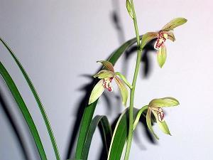 默不做声成语接龙游戏