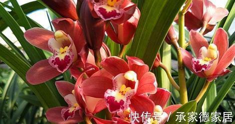 比武招亲得乘龙打一成语