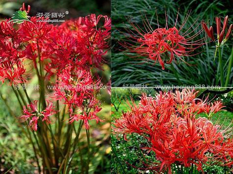 柳营花阵成语接龙游戏