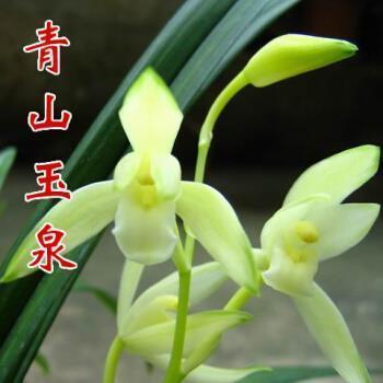 余死后可火化打一成语