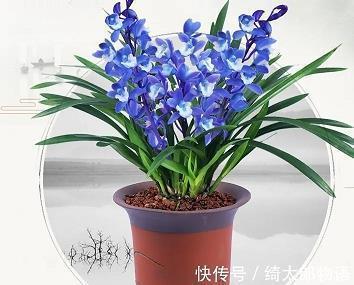 上智者打一成语