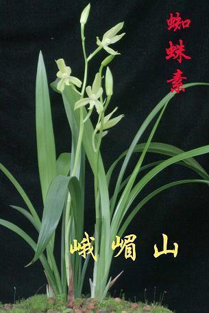 高飞远走成语接龙游戏