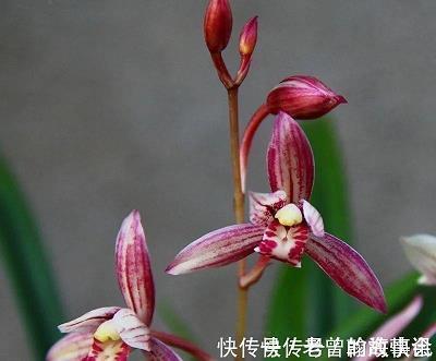 鸿爪雪泥成语接龙游戏