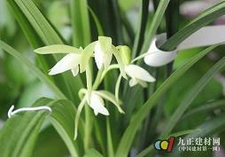站在山顶赶大车打一成语