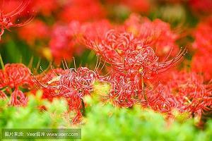 剖肝泣血成语接龙游戏
