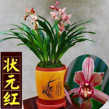 末本打一成语
