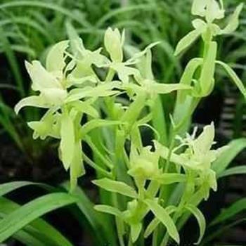 芜；荒山；光山；天涯何处无芳草打一成语