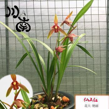 洋籼打一成语