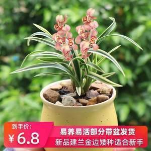 瞎子打瞌睡打一成语