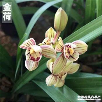 骨肉团圆成语接龙游戏