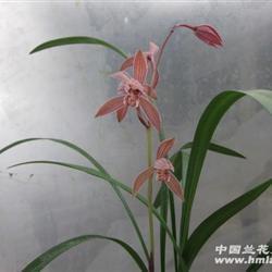谨防隔墙有耳打一成语