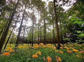 公园里的花