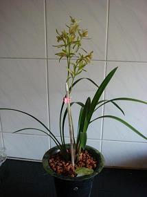 暂停打一成语