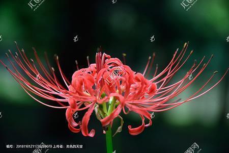 丛雀渊鱼成语接龙游戏
