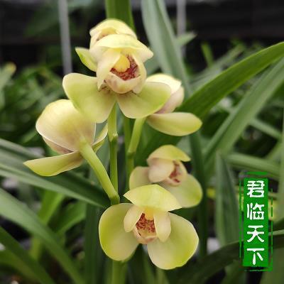 厕所挂铃打一成语