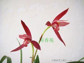 余音打一成语