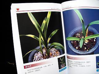东施效颦打一成语