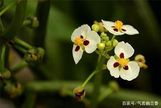 忠打一成语