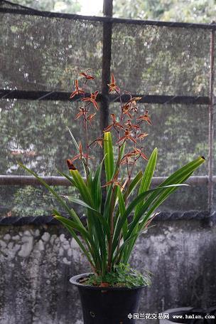 没钱花拍桌子打一成语