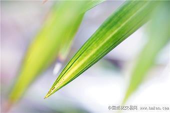 外国打一成语