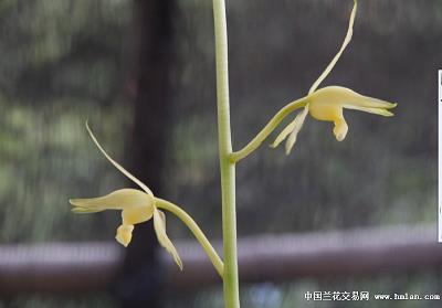 花和尚念经打一成语