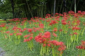 梦往神游成语接龙游戏